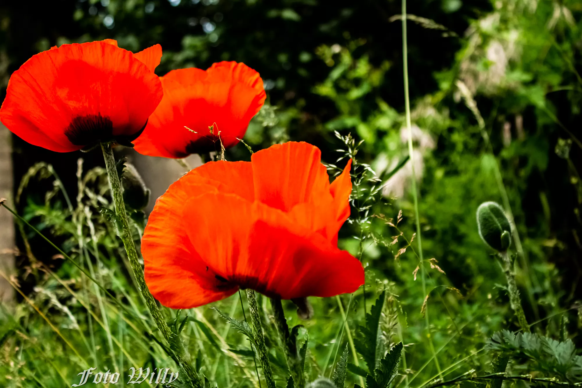 Mohn