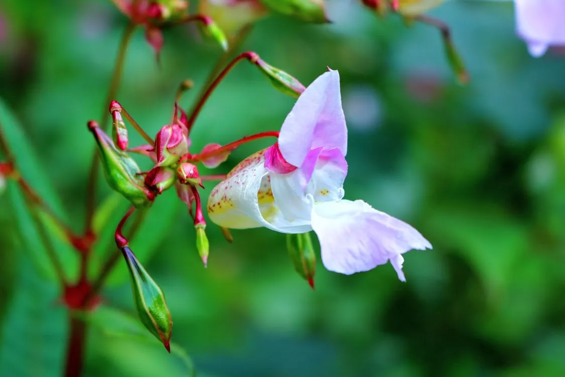 Waldblüte