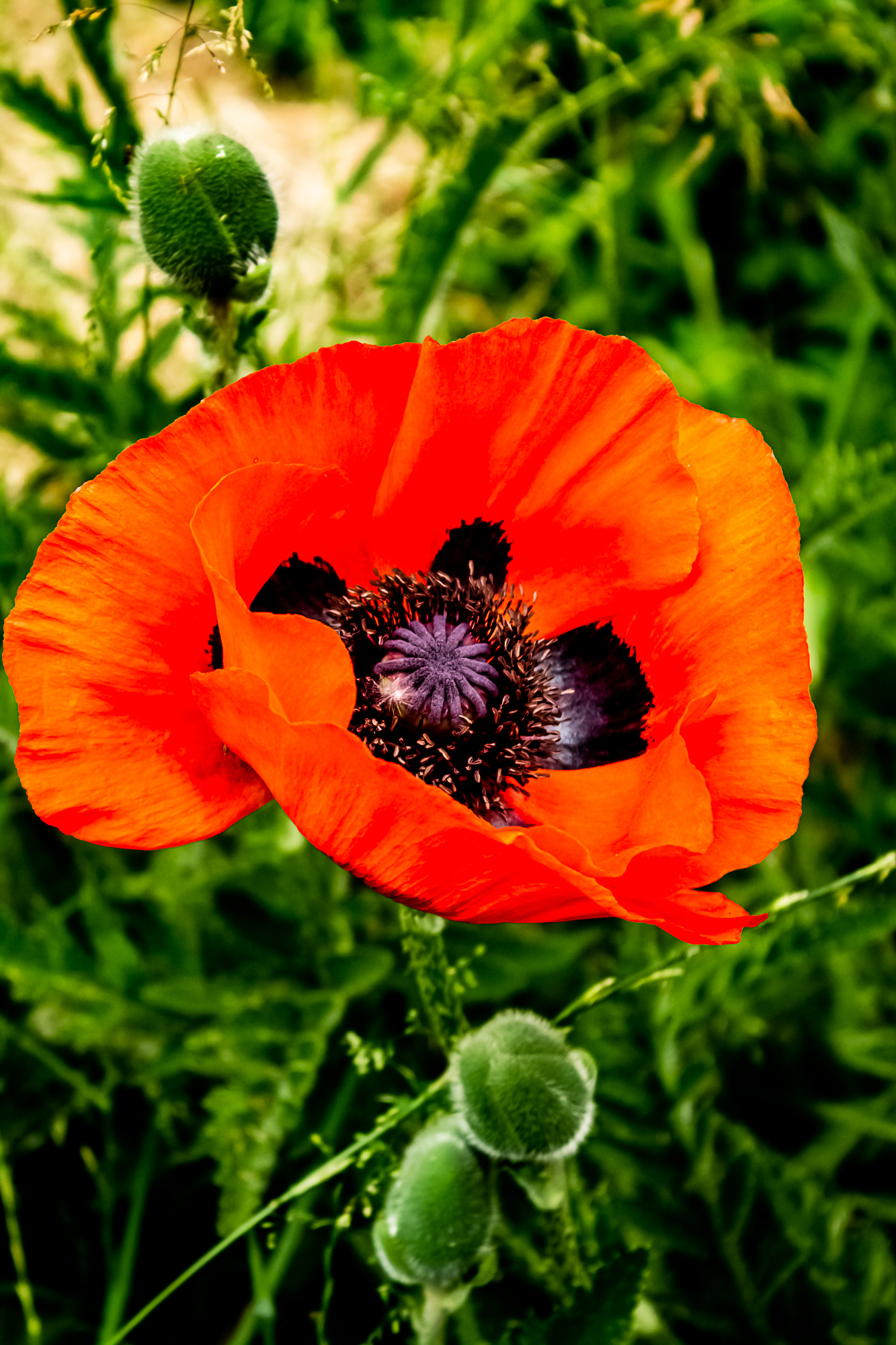 Mohn