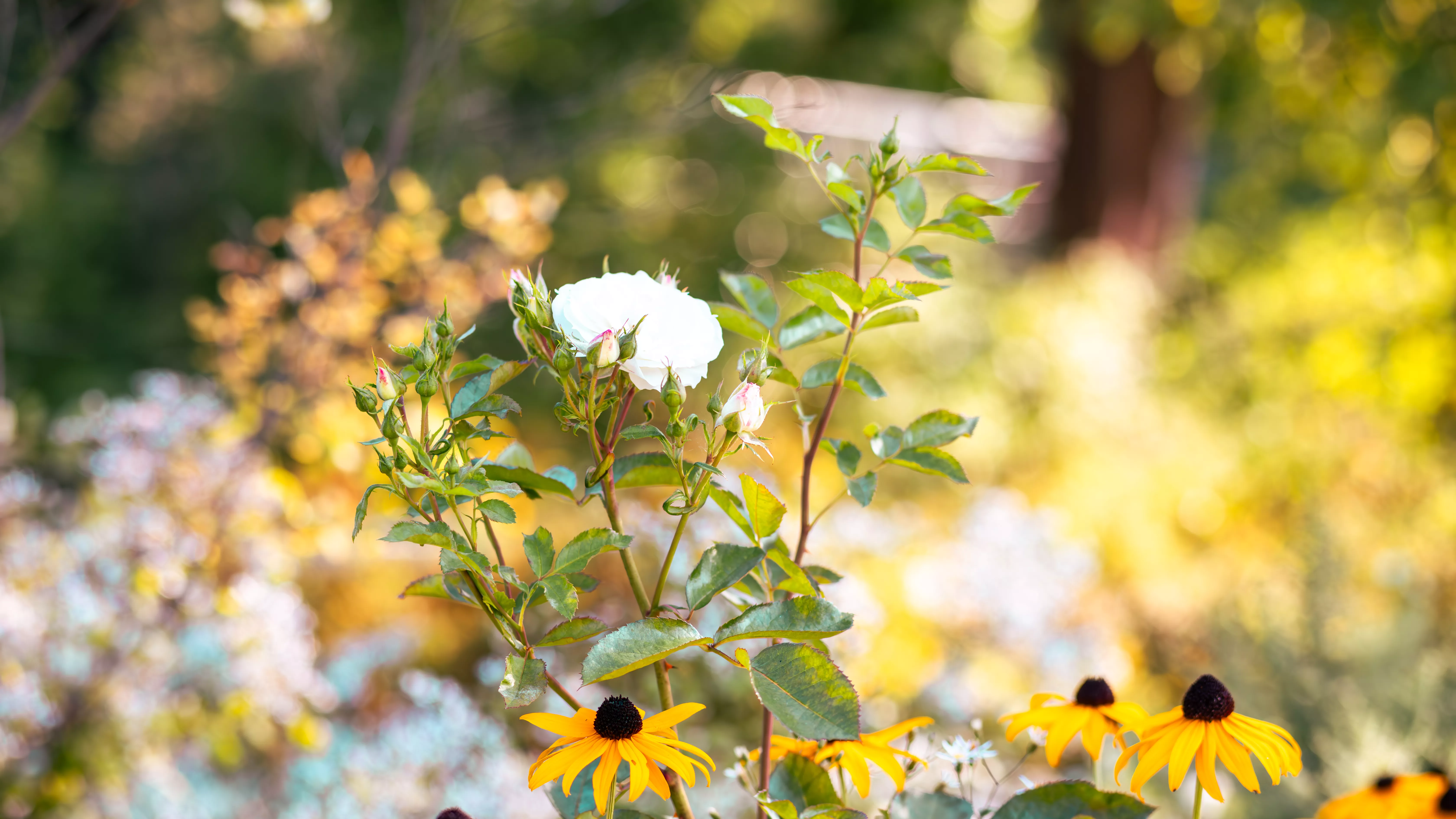 Einzelne weiße Rose im Blütenmeer