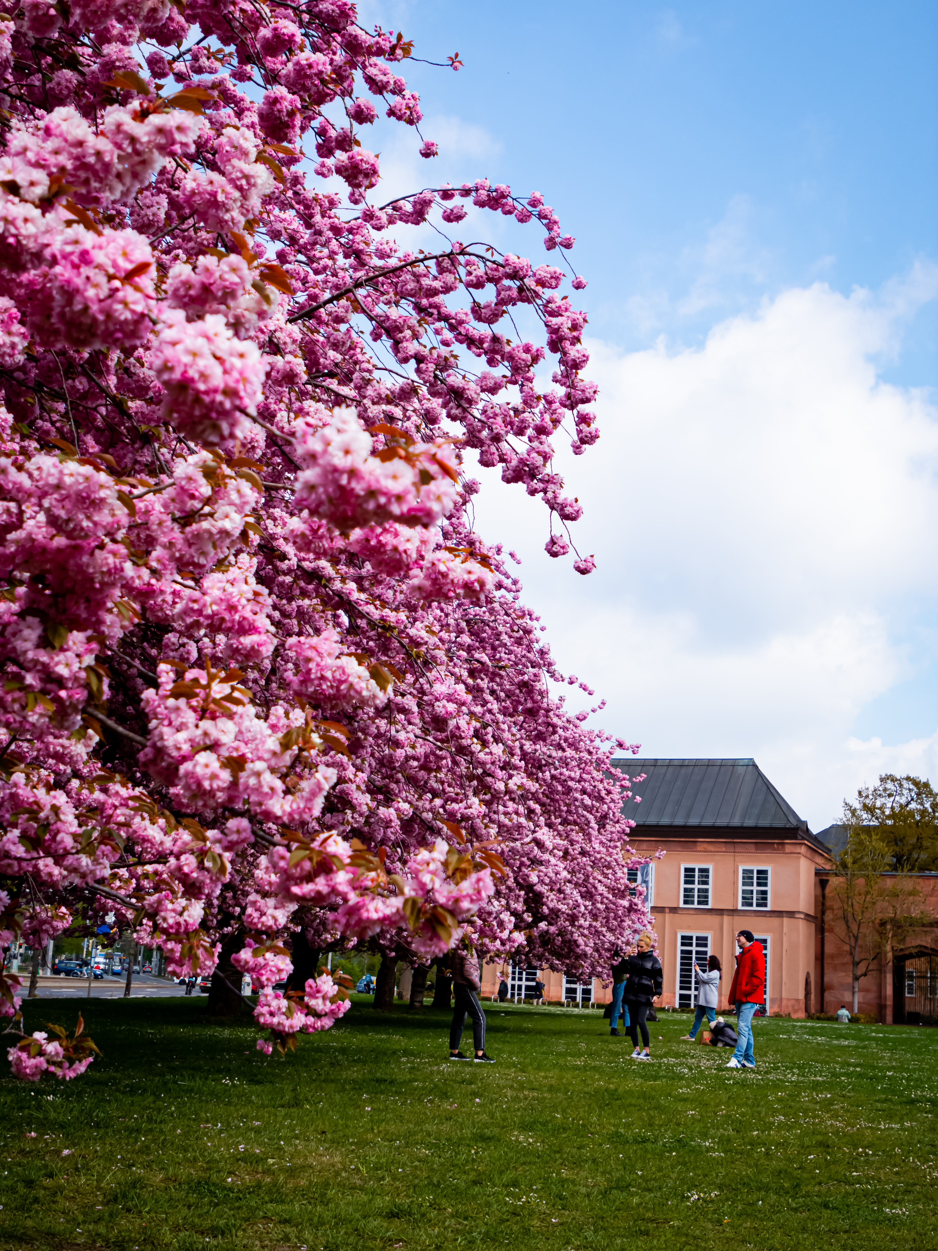 Japanische Kirsch vor dem Grasi - Museum in Leipzig