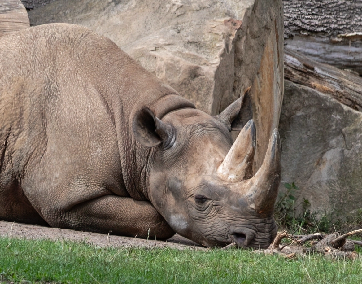 Nashorn liegend auf dem Gehege am Zoo-Schaufenster